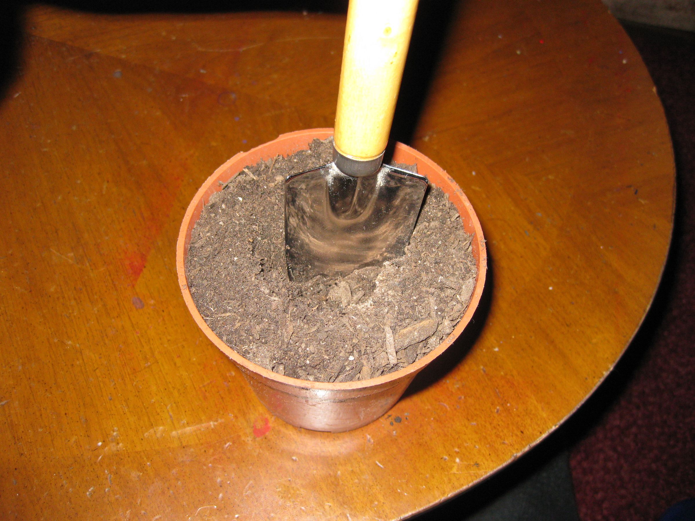 How to Force Bulbs Indoors. 5 Steps Instructables