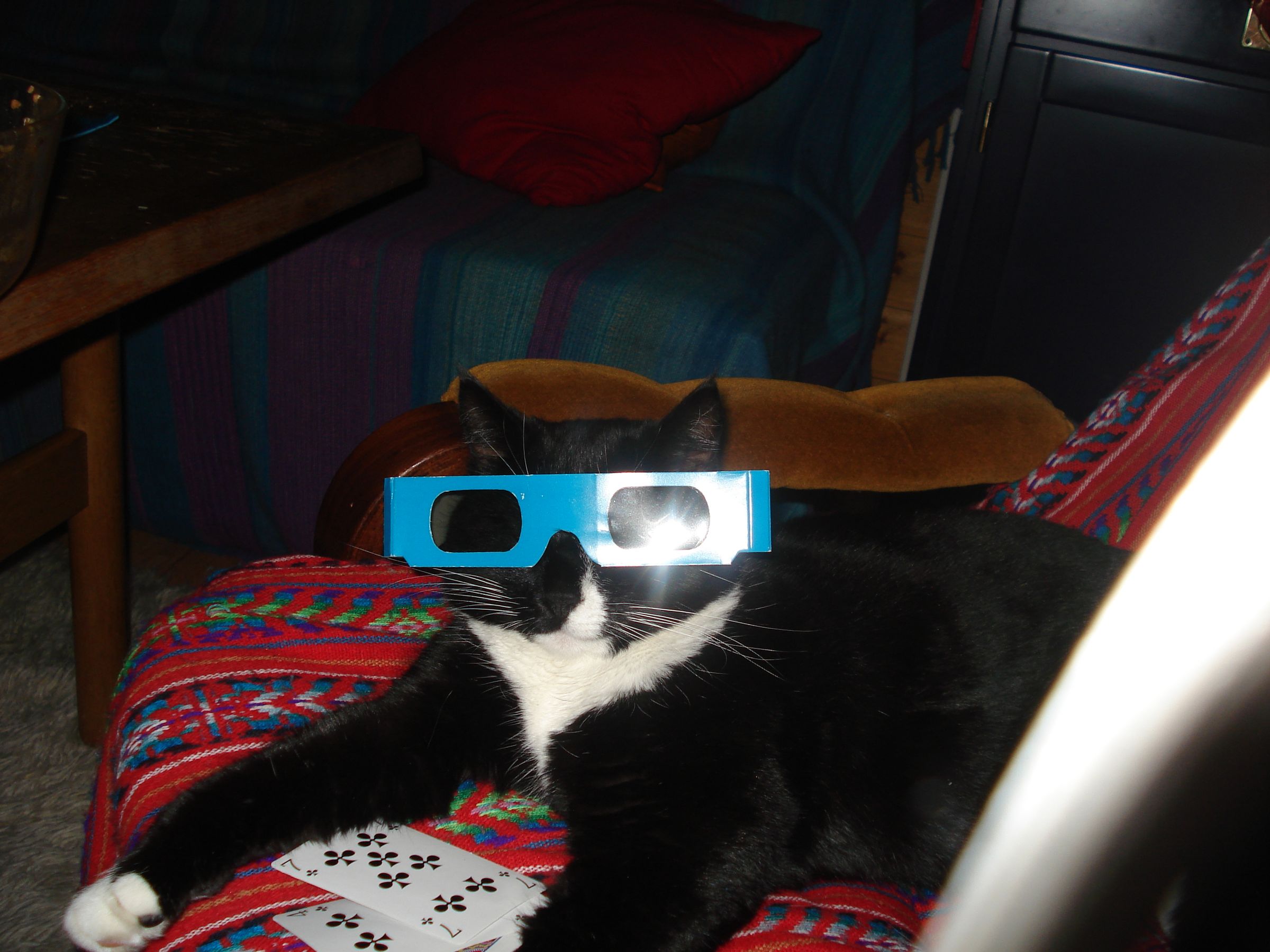 Cat Poker Cool