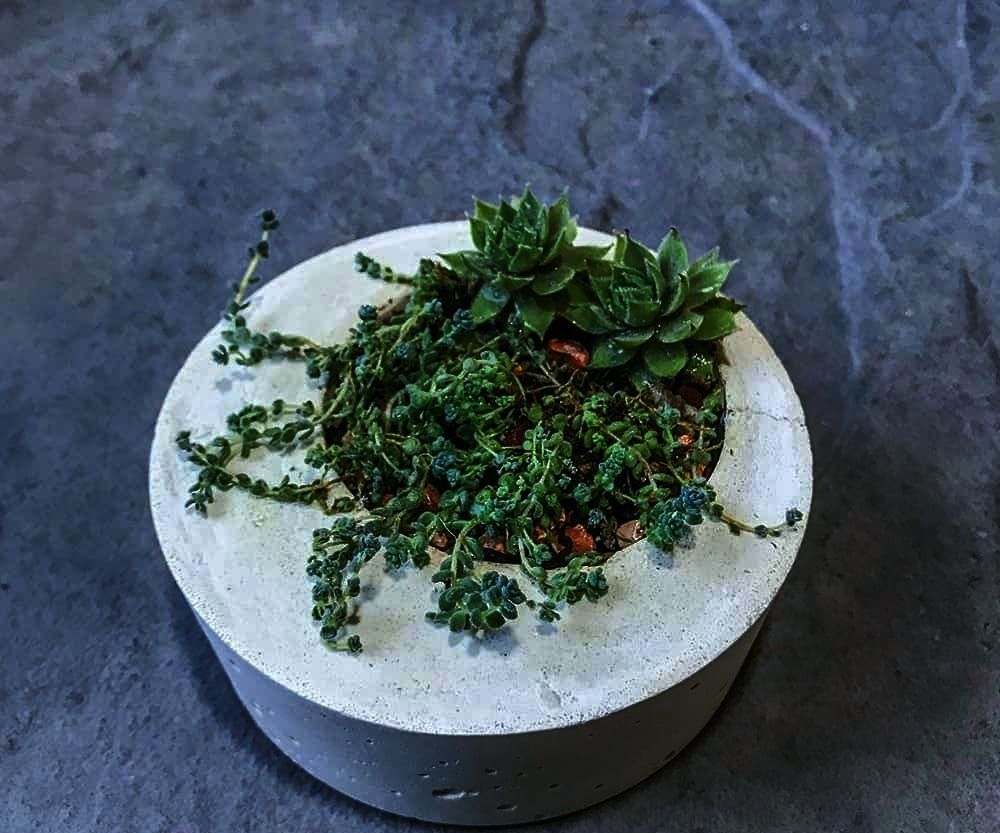 DIY Modern Concrete Planter