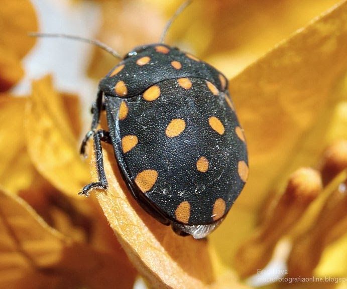 Macrophotography with point-and-shoot cameras