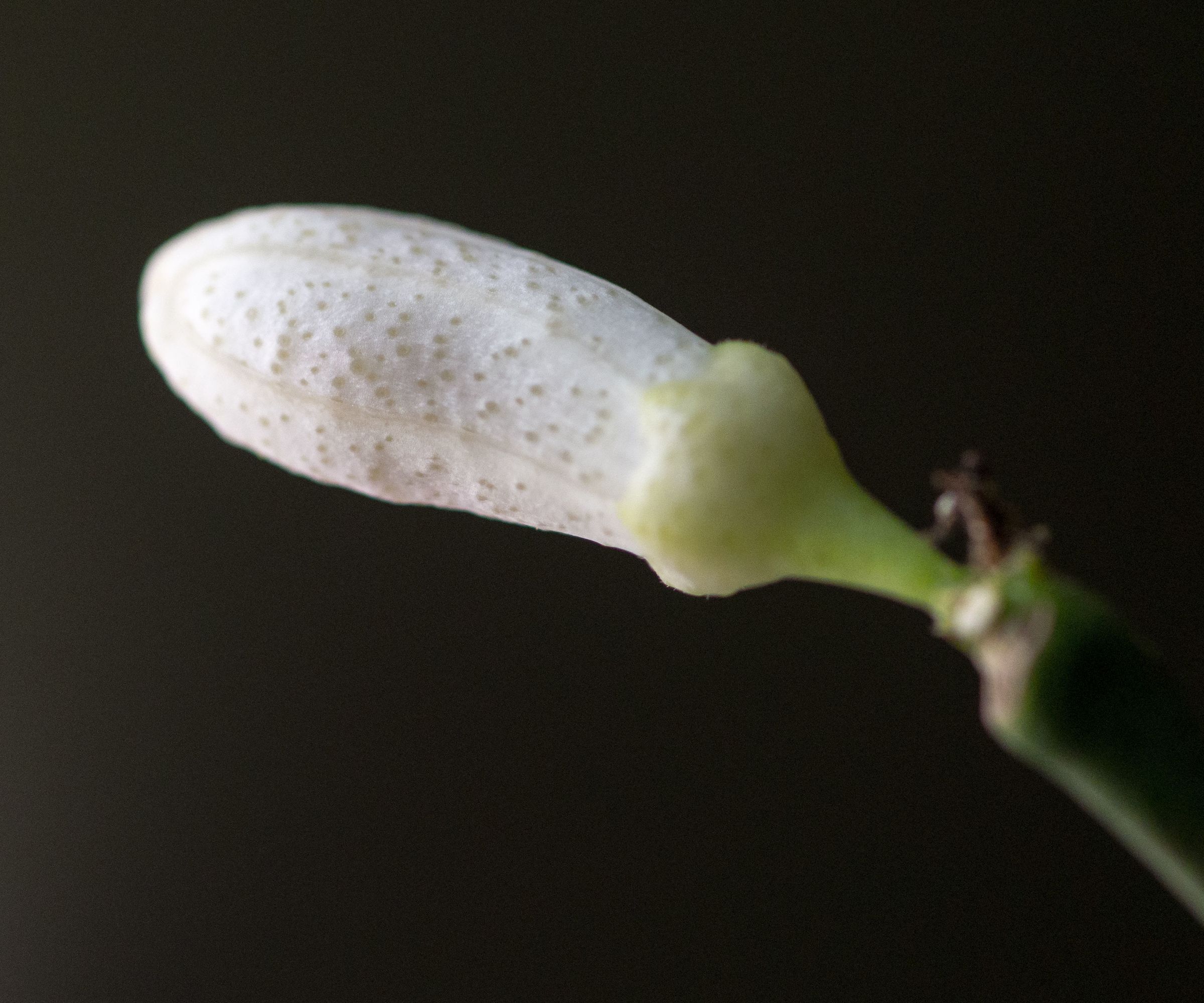 Flower and Macro Photography