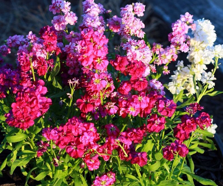 Simple Gardening Hack: Save $ on Potting Soil