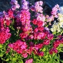 Simple Gardening Hack: Save $ on Potting Soil