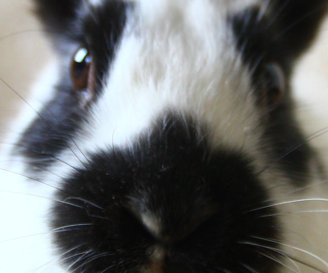 Caring for Others Is Caring for Self - Lockdown Visitors