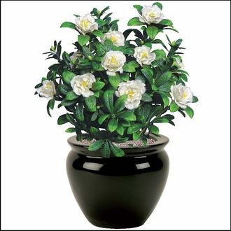 Gift Plants- Convey Heartfelt Gratitude and Appreciation