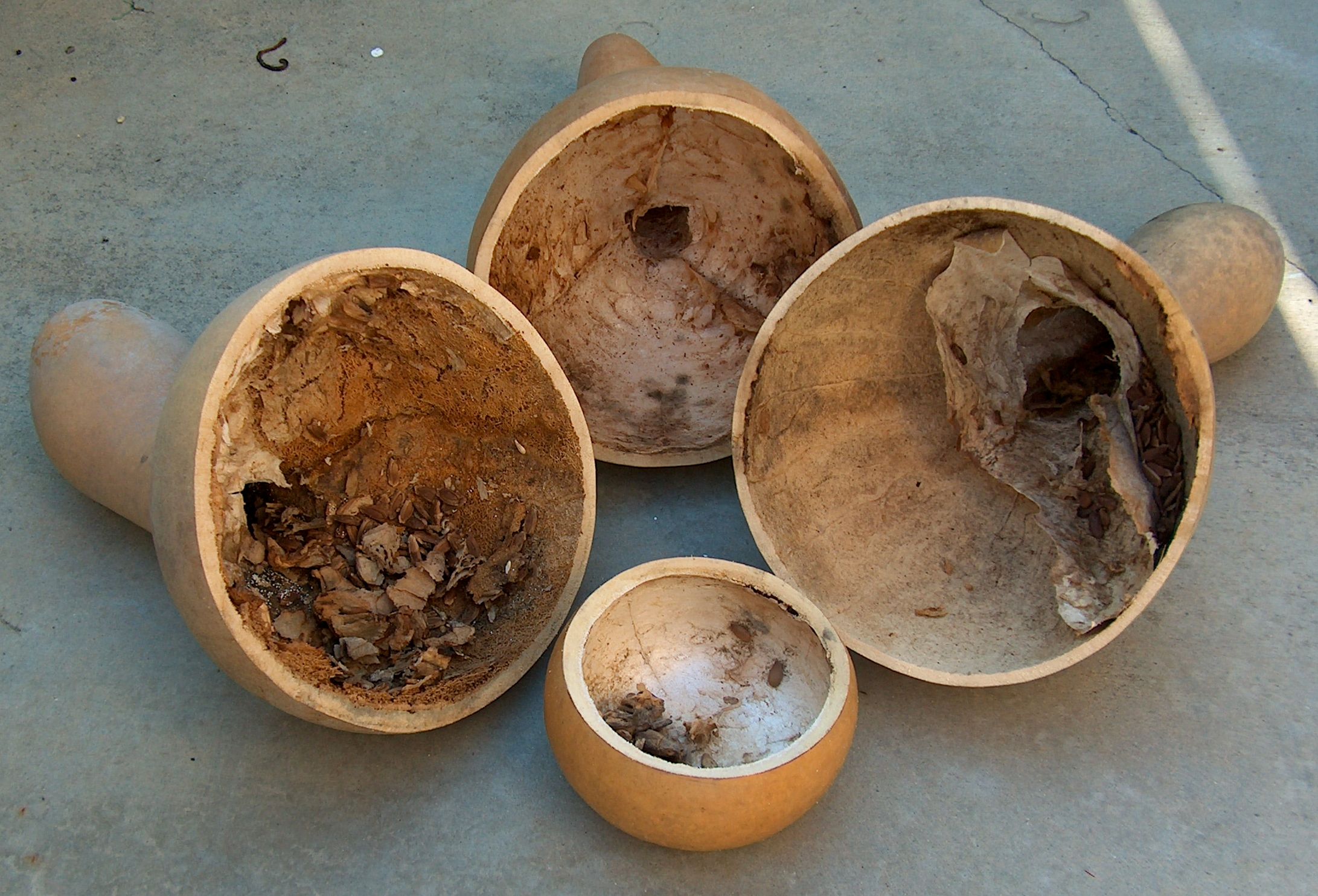 How to Clean a Hardshell Gourd 3 Steps (with Pictures) Instructables