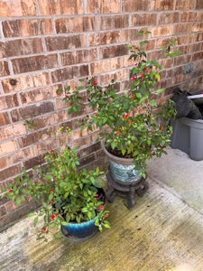 Harvest Your Veggies