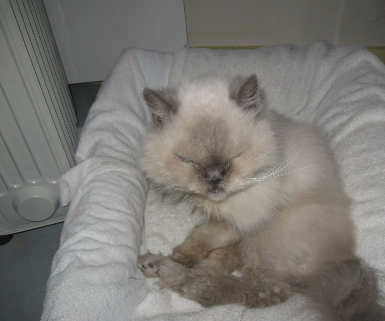 Cat Exercise Wheel Device