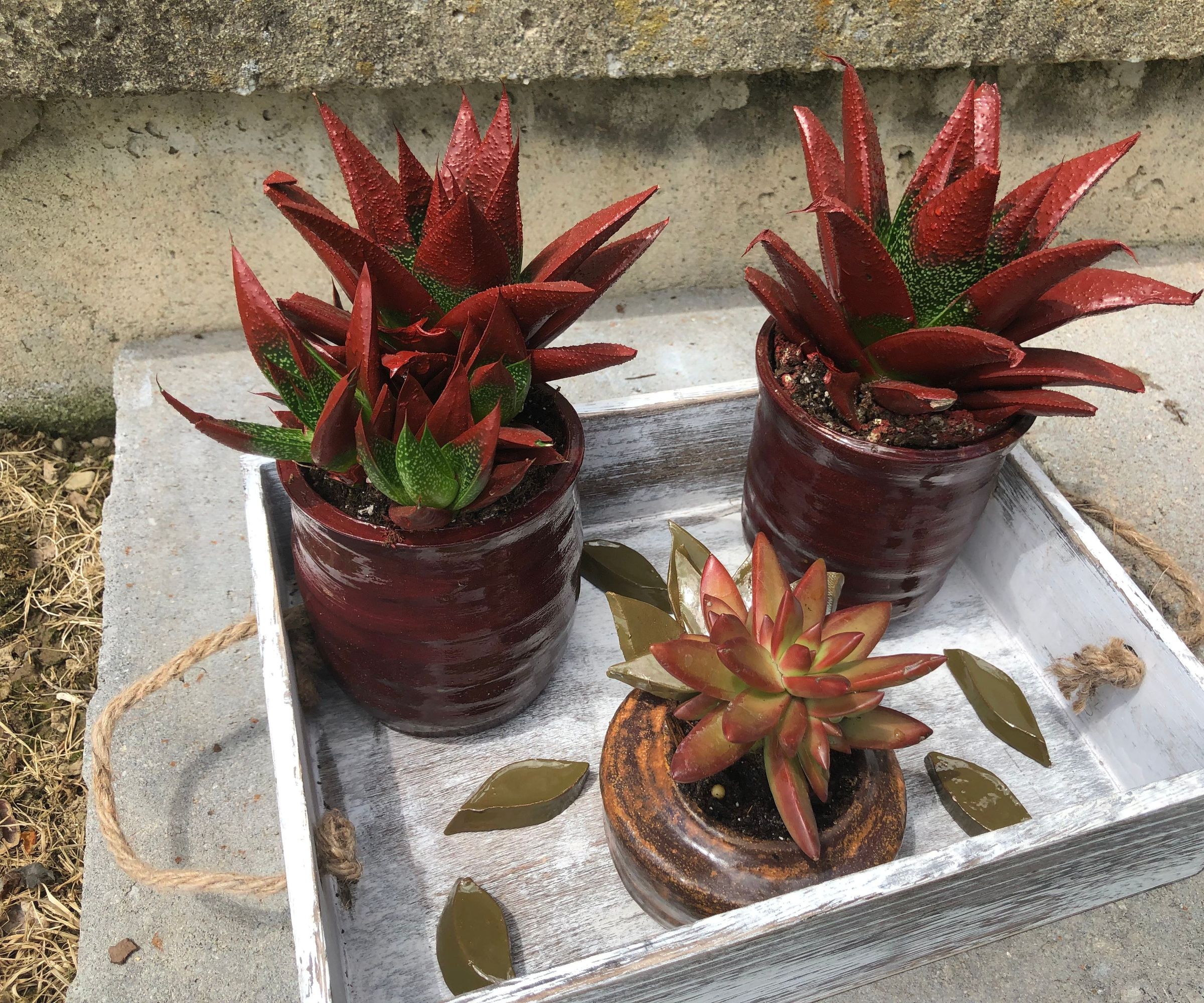 Rustic Succulent Box 