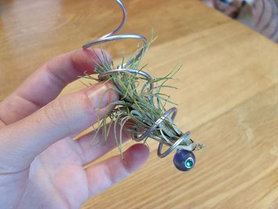 Install the Plant
