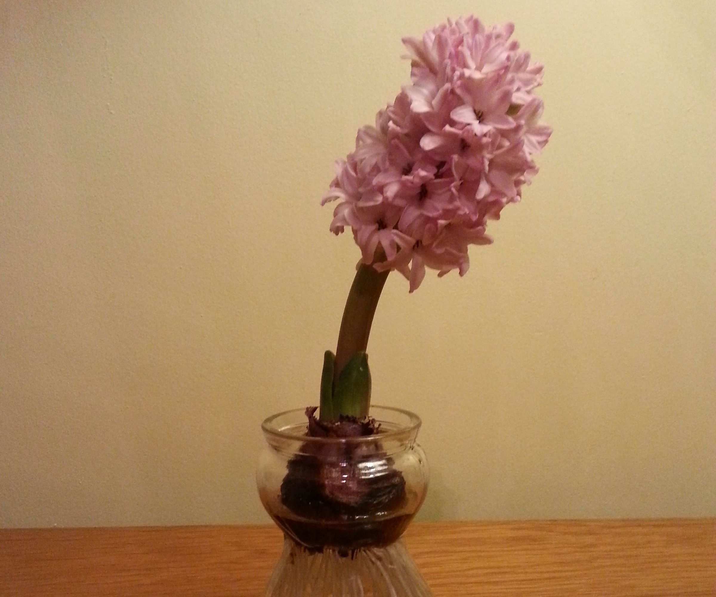 Winter Rooting and Bulb Forcing