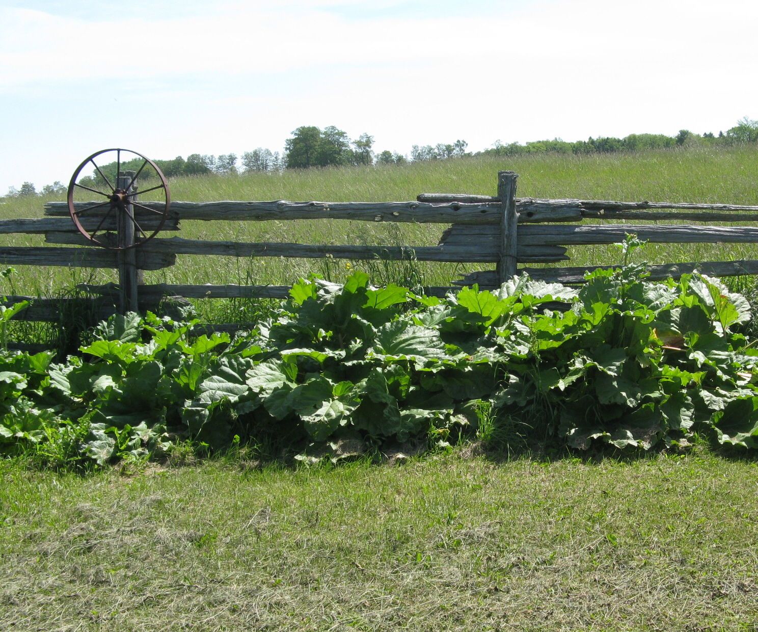 Gluten Free Rhubarb Muffins