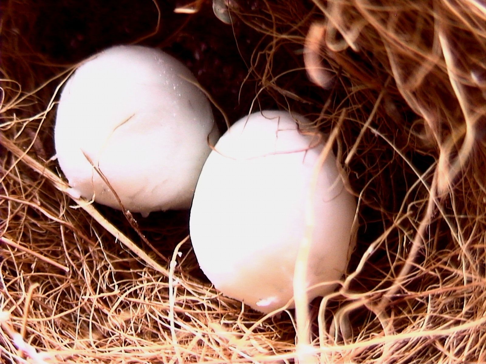 Make a Bird's Nest & Eggs (Slideshow) Instructables