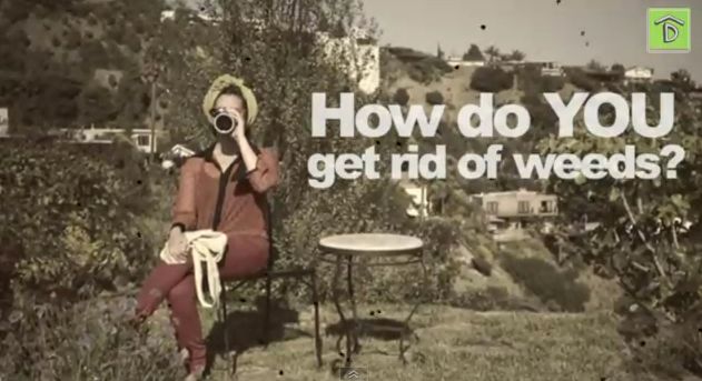 Strawberry Plants and Weed Control Tips