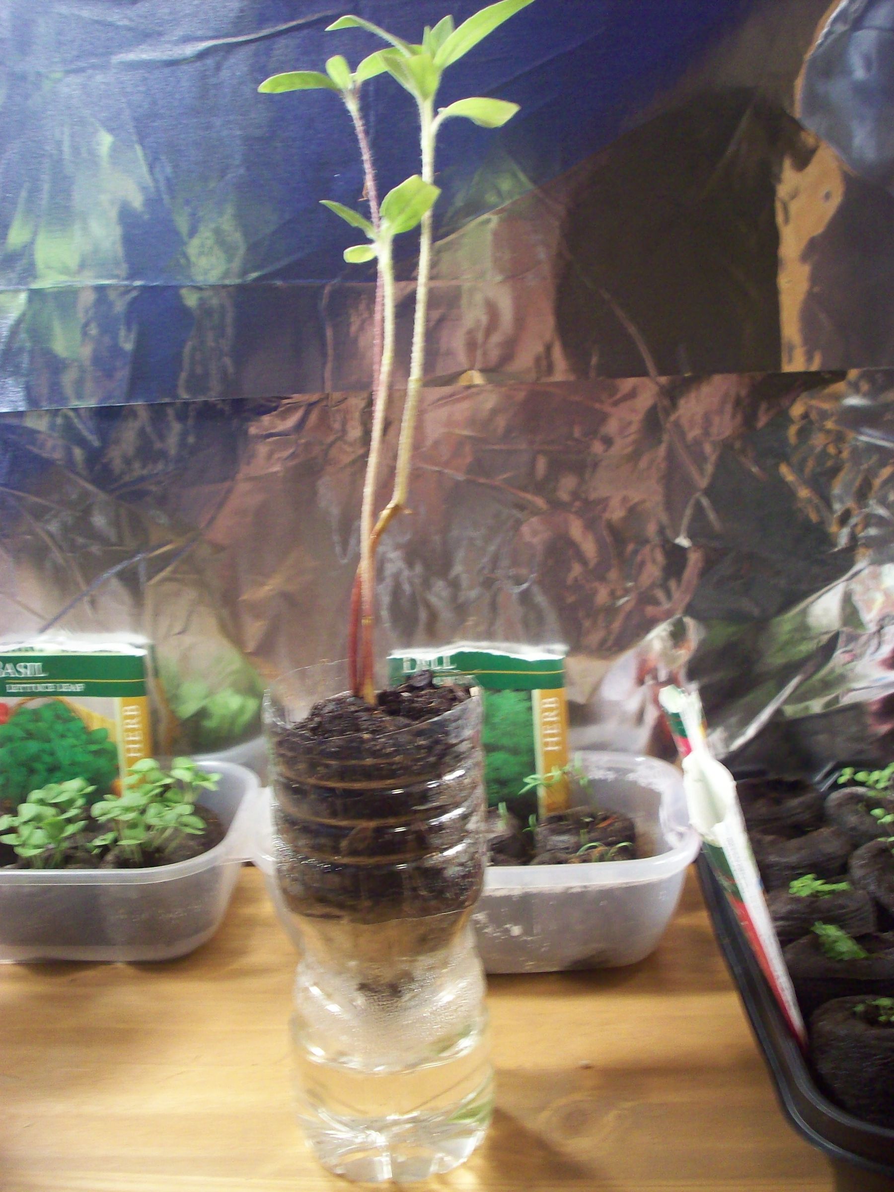 Easy Self Watering Plant Container