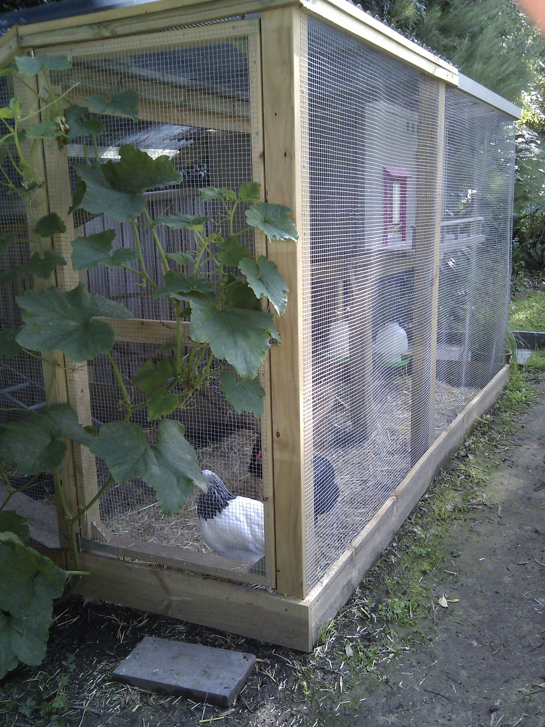 Chicken Coop/cage/run