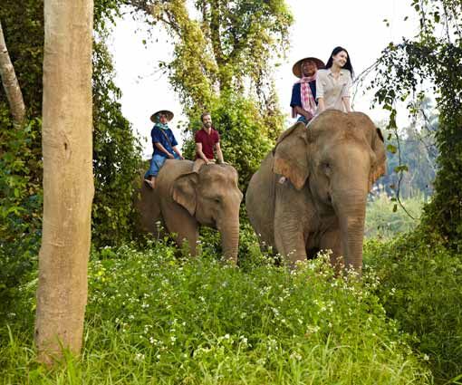 How to Ride Elephant at Sunrise at Chiang Rai