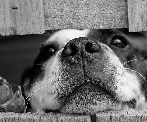 How to Pet-Proof Your Home
