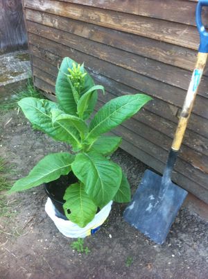 Growing Tobacco : 6 Steps (with Pictures)