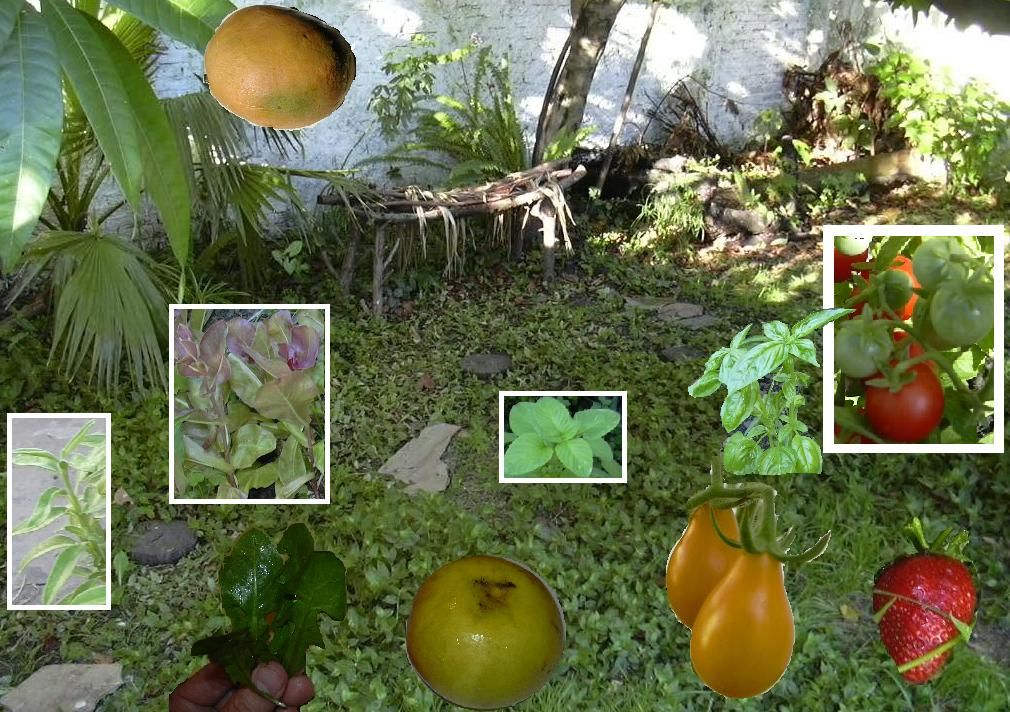 Hints for a Complete GOURMET GARDEN, on the cheap!