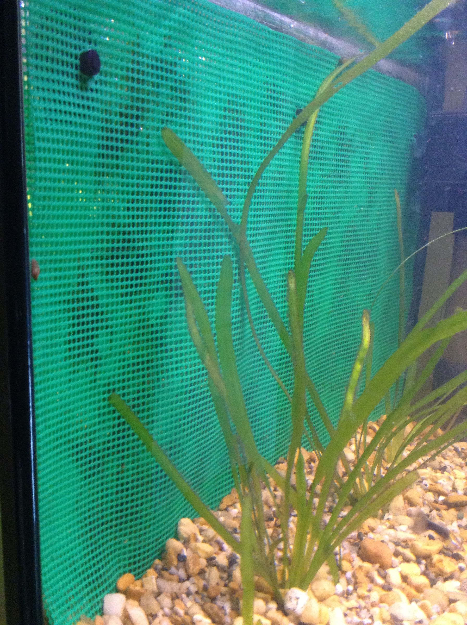 How to Build Aquarium. 6 Steps (with Pictures) Instructables