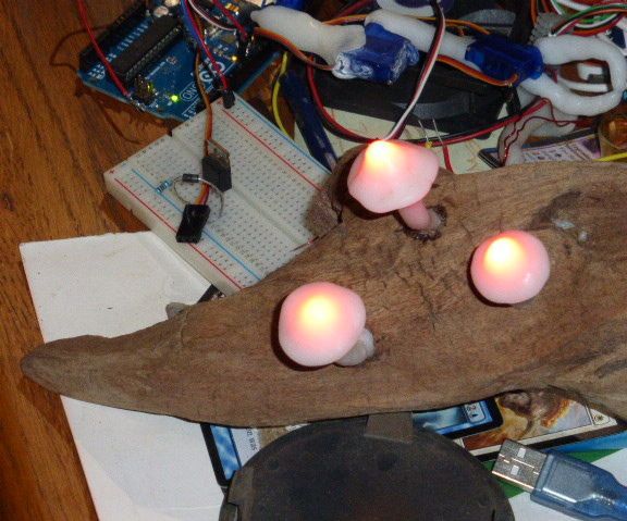 Solar Polymorph Mushrooms