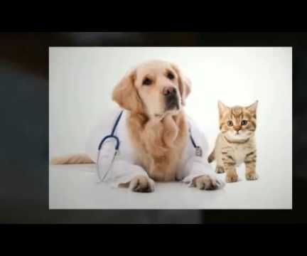 Banfield Pet Insurance