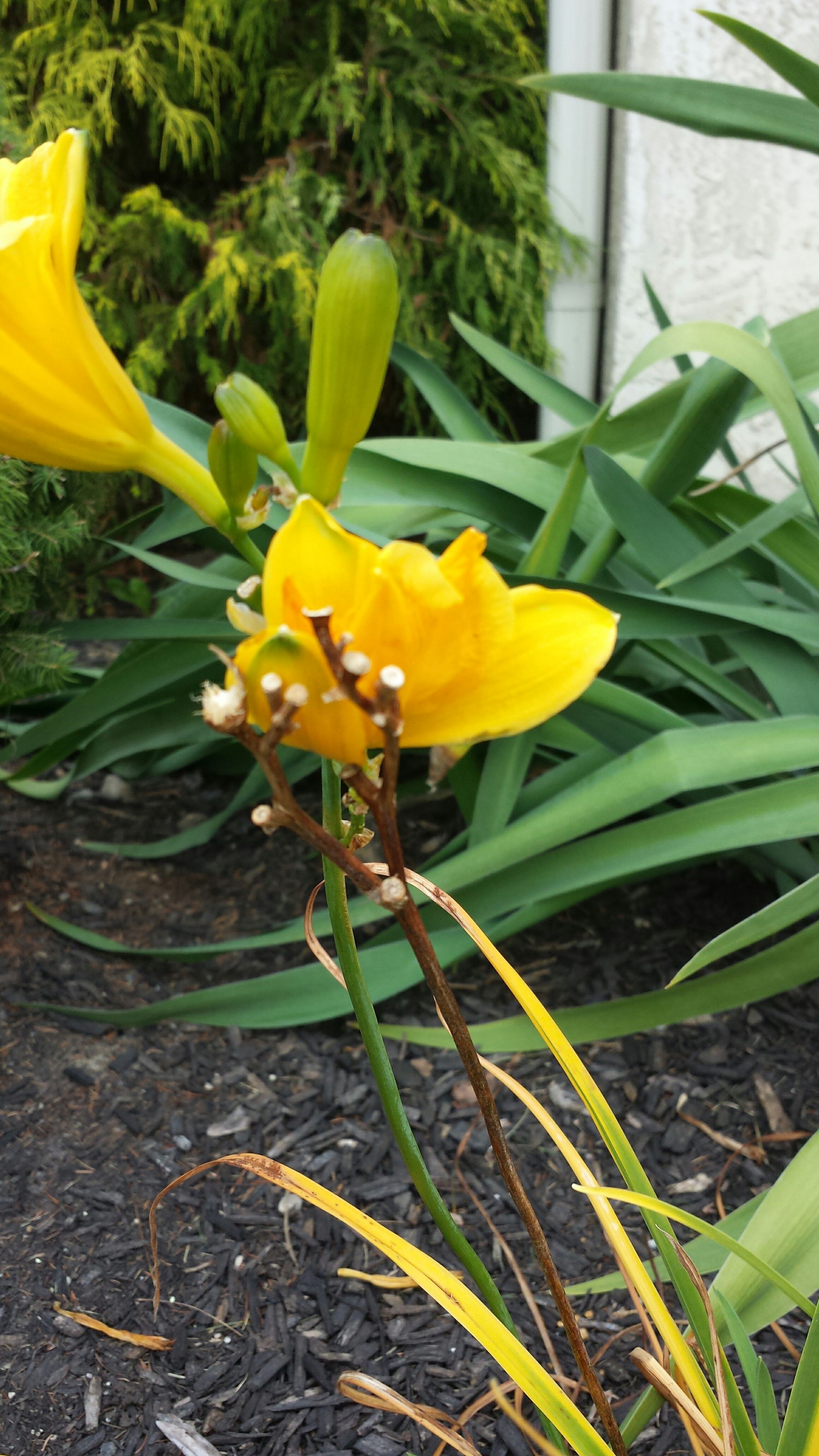 How to fix up your Daffodils