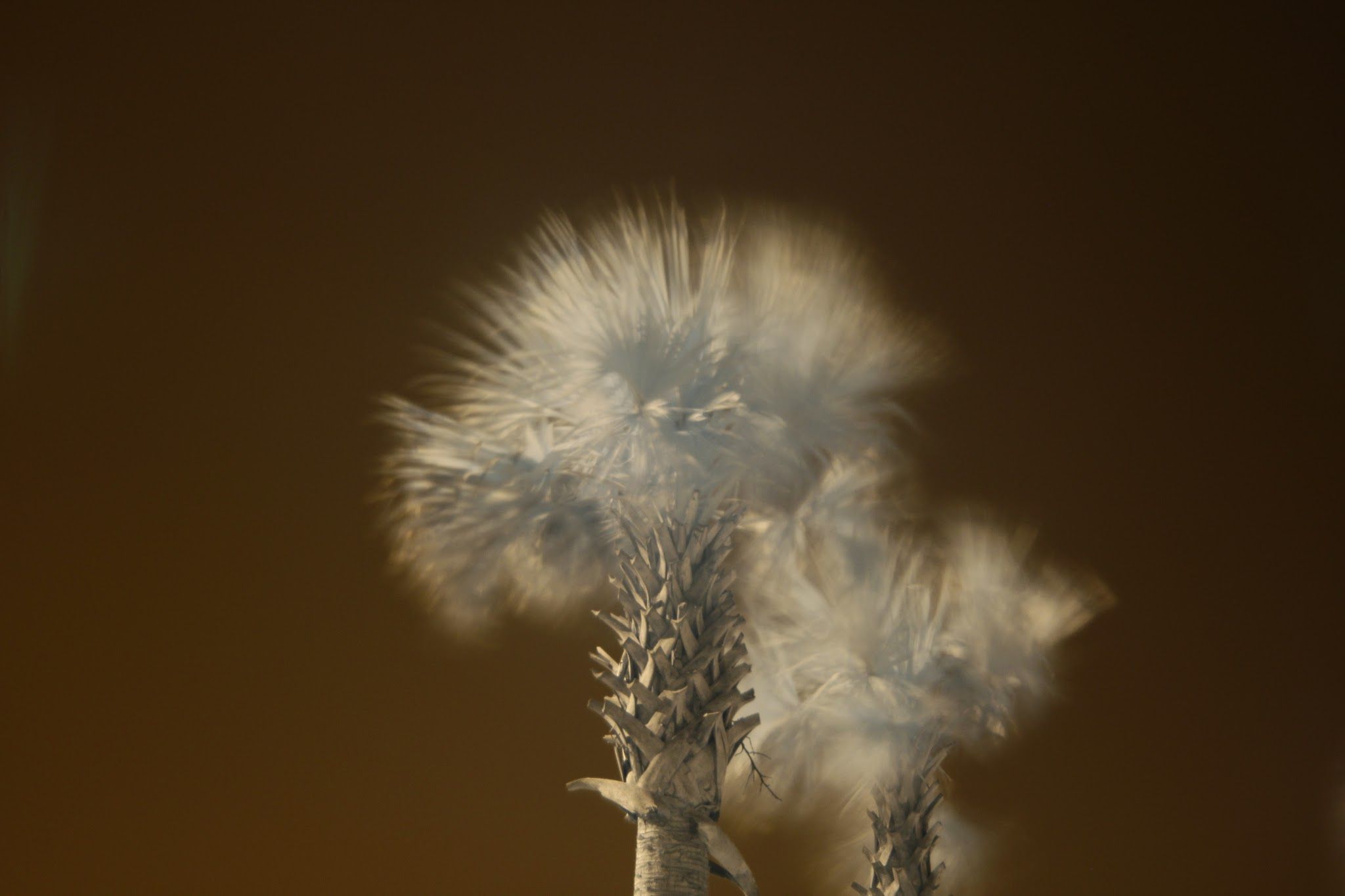 Intro to infrared photos