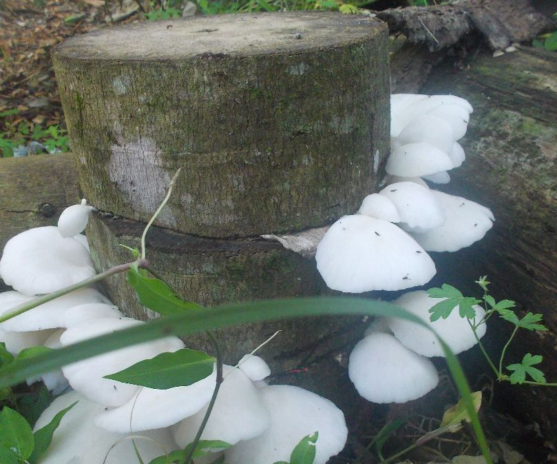 Low Tech Mushroom Log