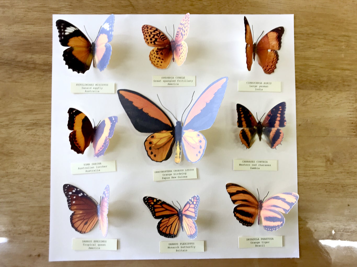 Butterfly with labeled parts