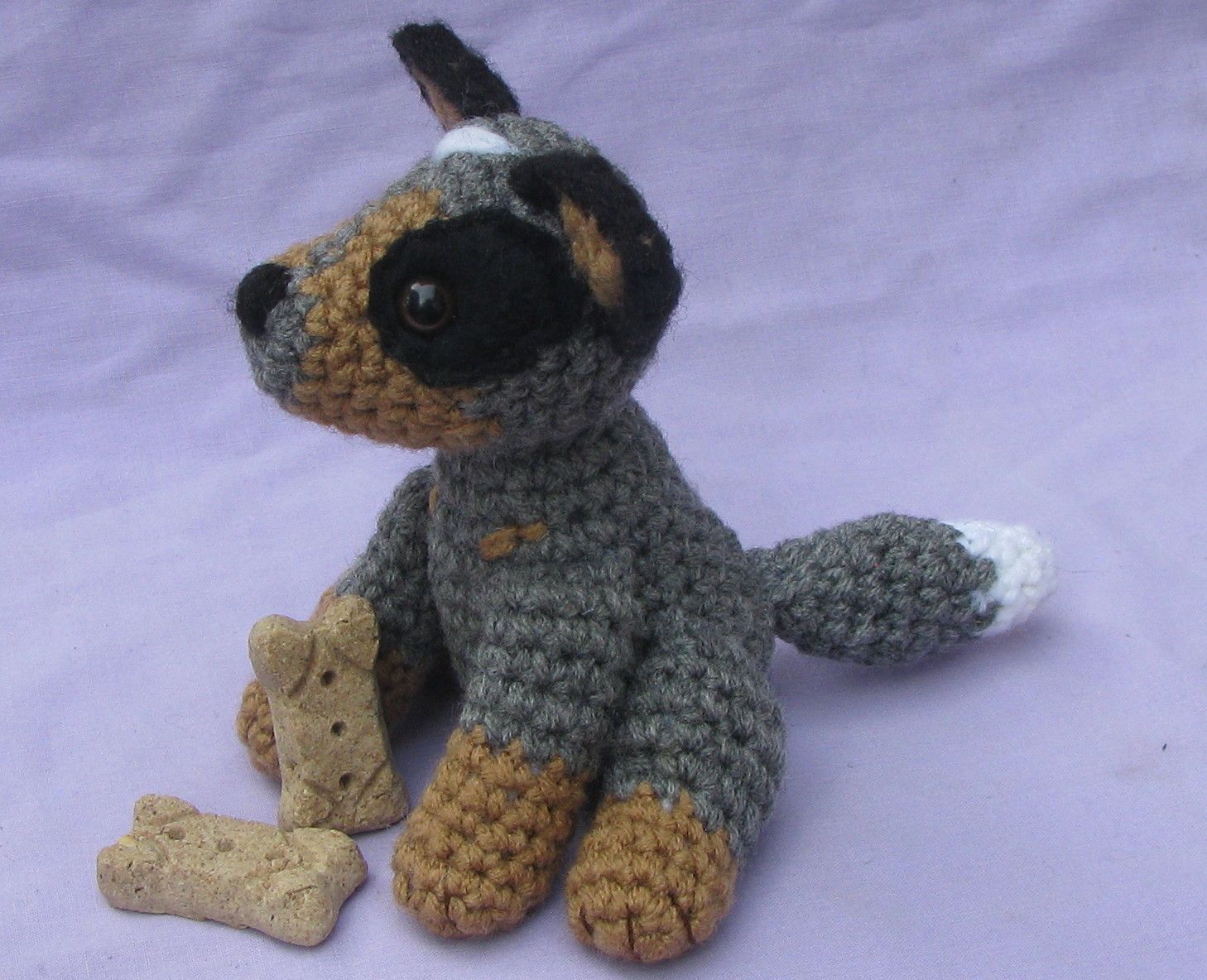 Dash the Australian Cattle Dog