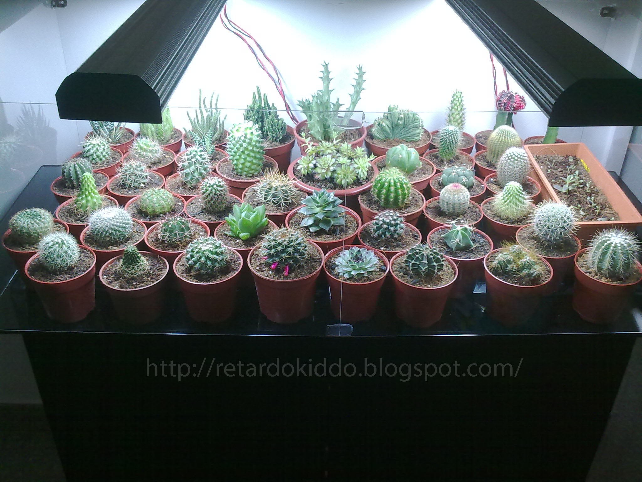 DIY Cactus Display Tank! - Instructables