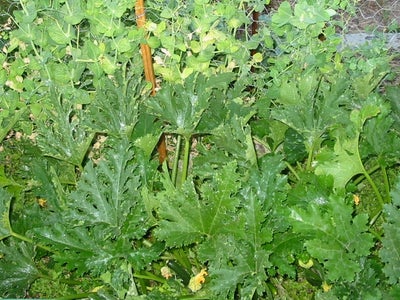 Fully-enclosed Crop-rotation Veggie Garden