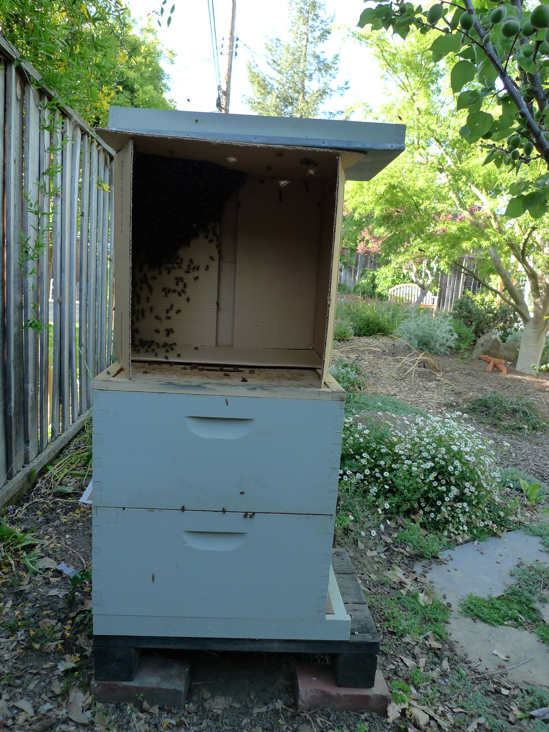 how to get rid of a swarm of bees