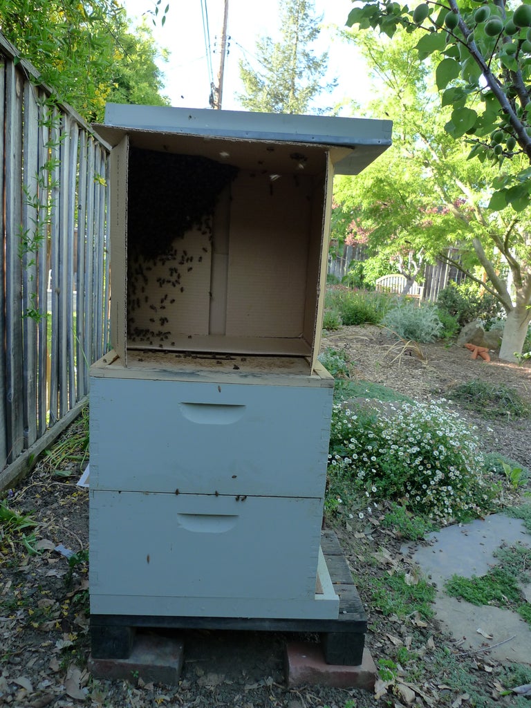 how to get rid of a swarm of bees