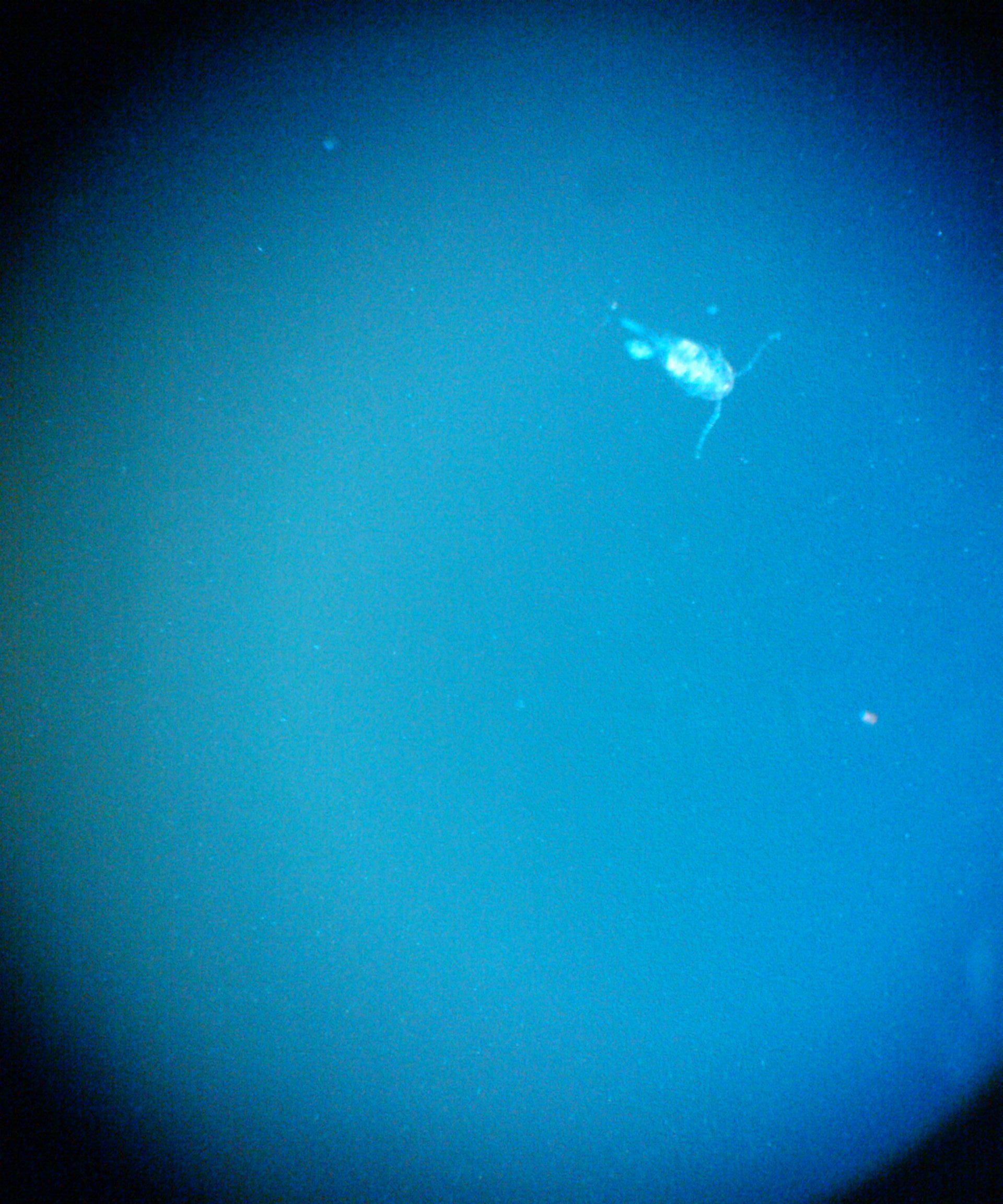 Tiny Invertebrates in Tiny Tanks