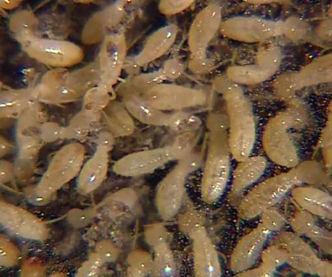 Brief Information on Pest Droppings.