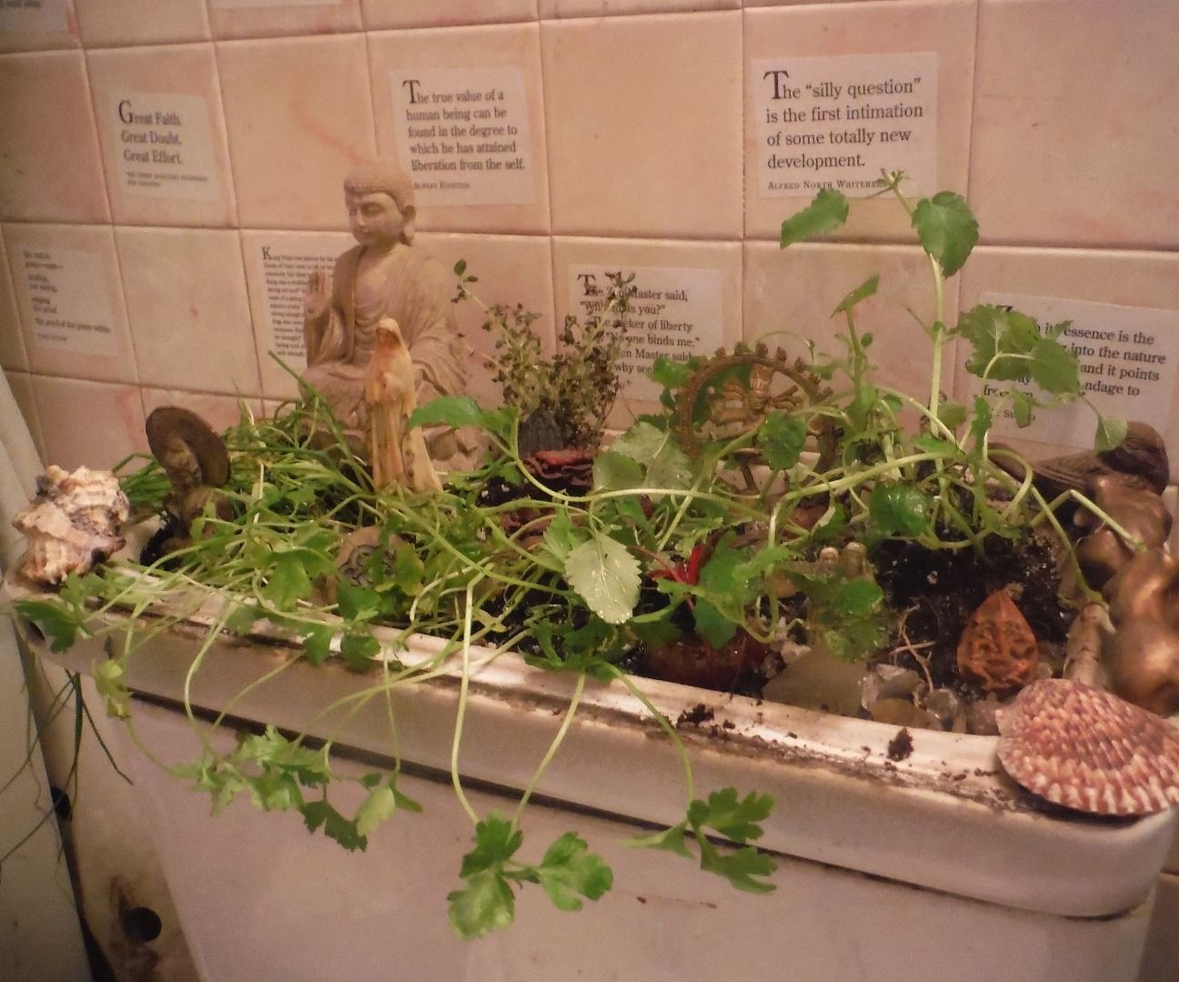 Toilet-Top Garden