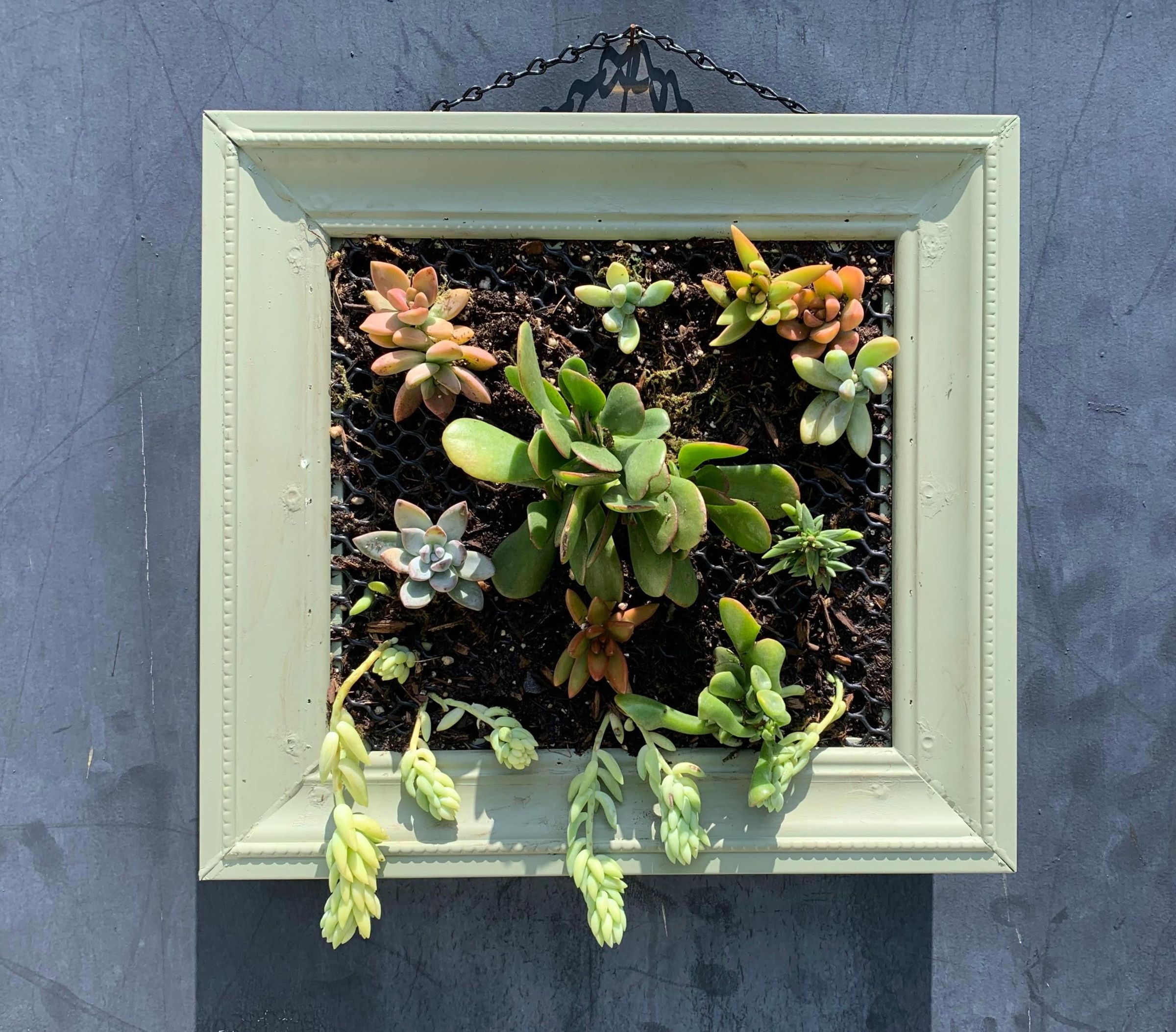Plastic Wall Hanging Box for Succulents With Frame 3 Steps