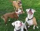 Dog Parks!