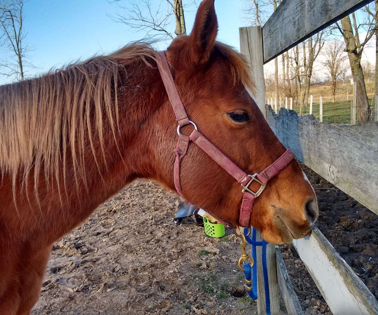 Tacking a Horse