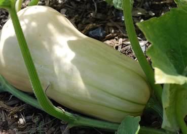 Squashy Fruits With Multiple Vitamins