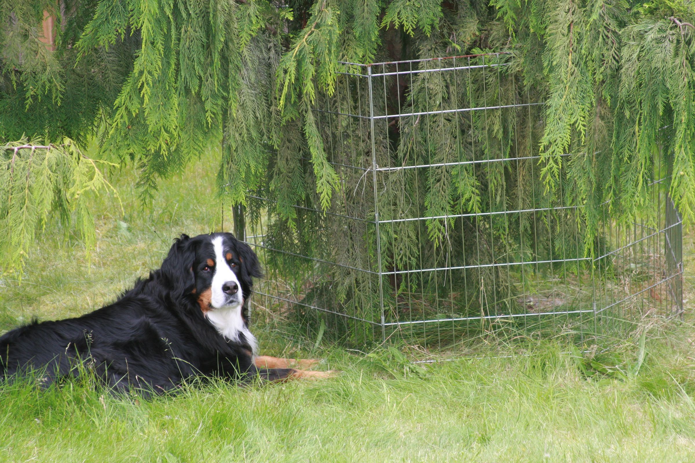 How To Keep Dogs Away From Rabbit Nest