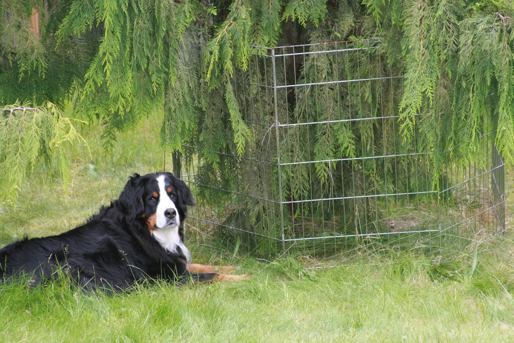 Wild Rabbit Nest Protector How To Keep Dogs Away From Rabbit Nest