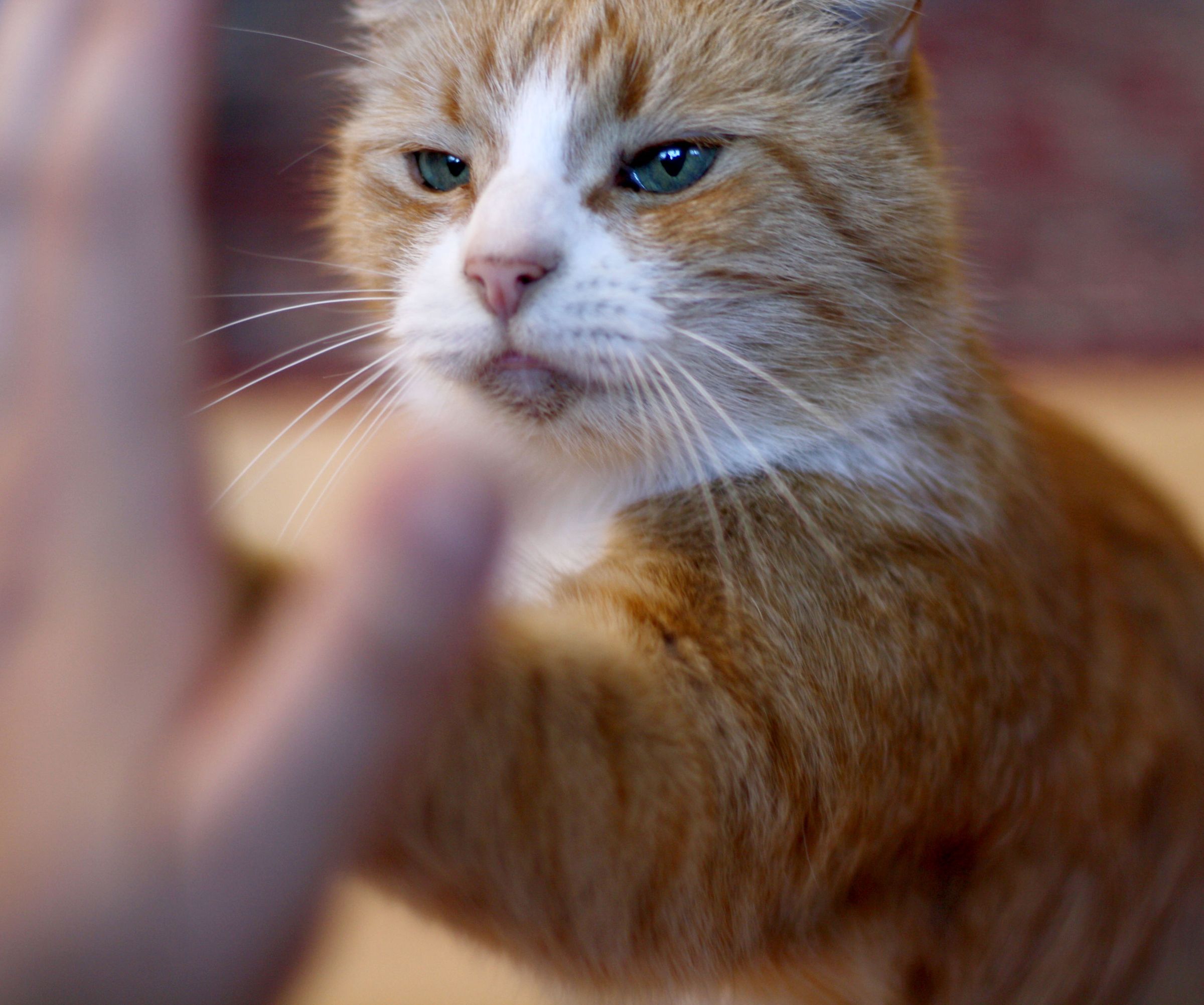 How to Clicker Train a Cat