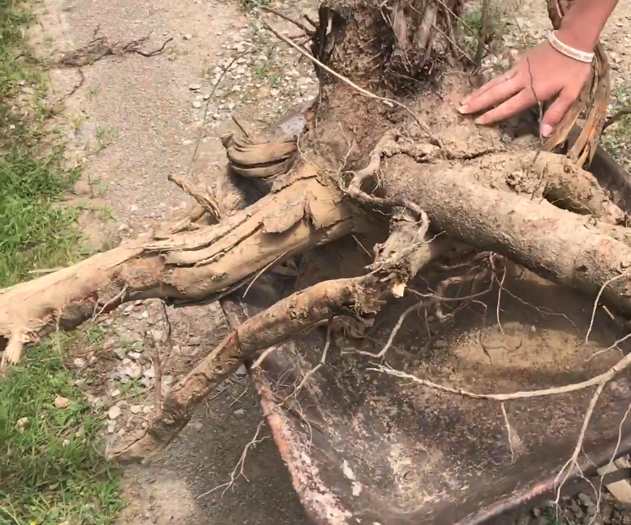 MAKE a Table Out of a Tree Stump