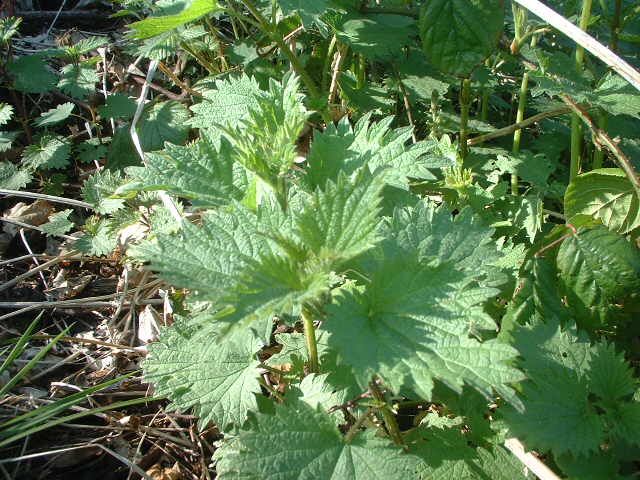 How to Make Nettle Beer