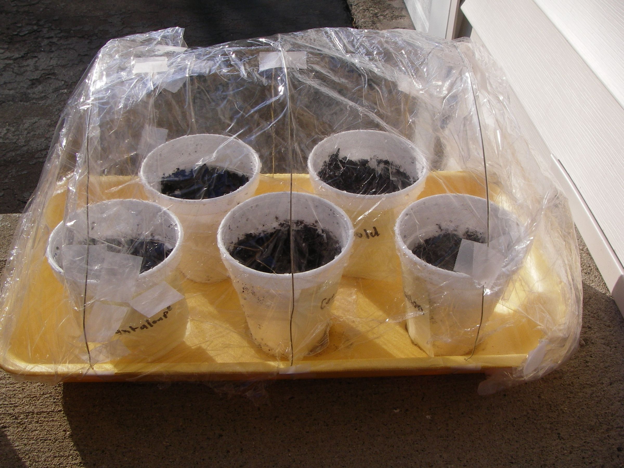 Building a Miniature Greenhouse for $10