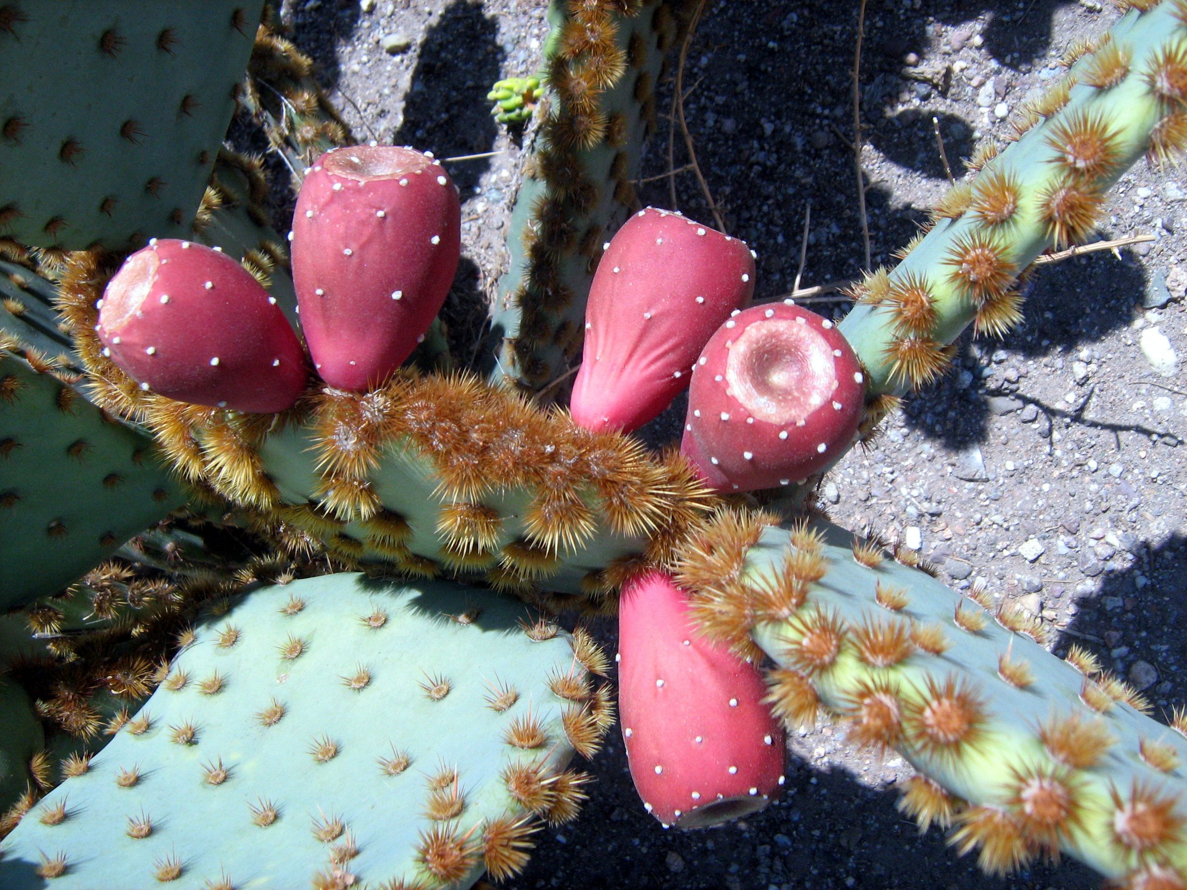 Make Prickly Pear Juice (Nopal, Nopales, Oputina, Tuna)